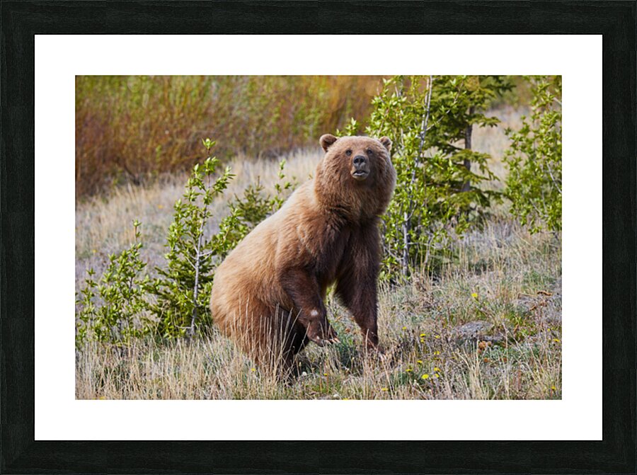 Standing Bear Picture Frame print