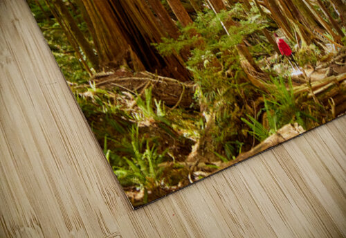 Avatar Grove Johann Wild Photography puzzle