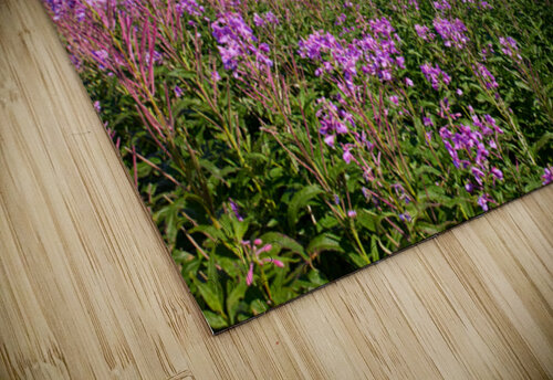 Yukon Fireweed  Johann Wild Photography puzzle
