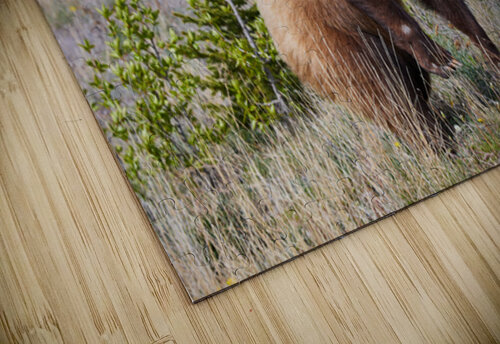 Standing Bear Johann Wild Photography puzzle