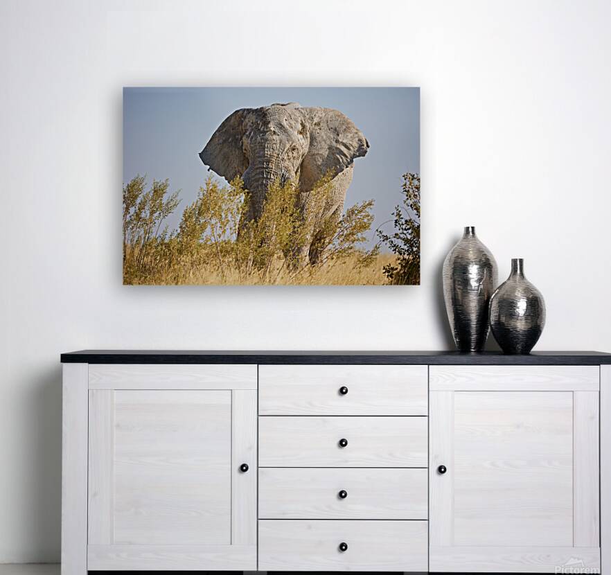 Savanna Reproduction