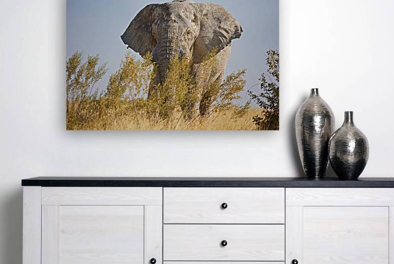 Savanna Reproduction