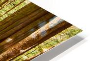 Avatar Grove HD Metal print