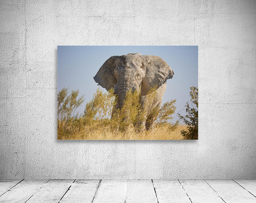Savanna Wall Preview