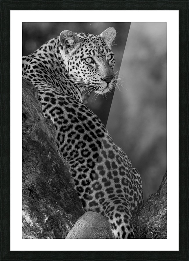 RIVER QUEEN Picture Frame print