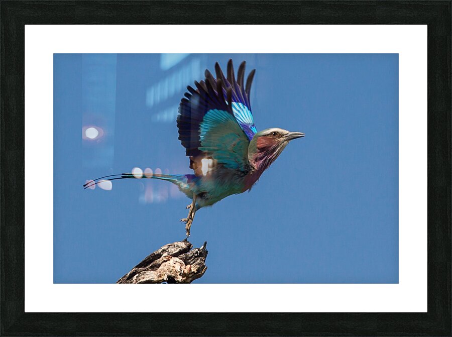 LILAC-BREASTED ROLLER Picture Frame print