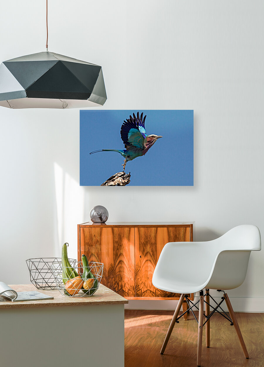 LILAC-BREASTED ROLLER Reproduction