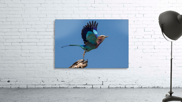 LILAC-BREASTED ROLLER Wall Preview