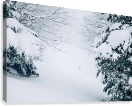 Entre les arbres Canvas Print