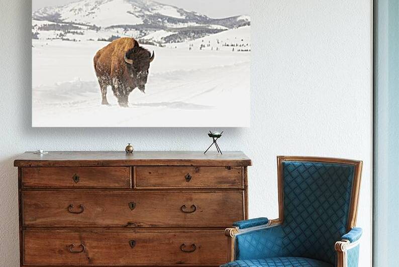 A bull bison on a windy day by ValergeneArt