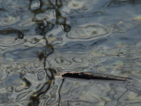 ChatPond5 Digital Download