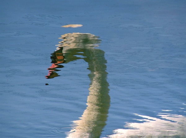 SwanReflects Digital Download