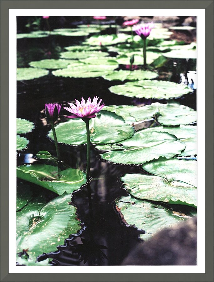 OmegaLilly  Picture Frame print