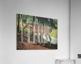Deer Acrylic Print