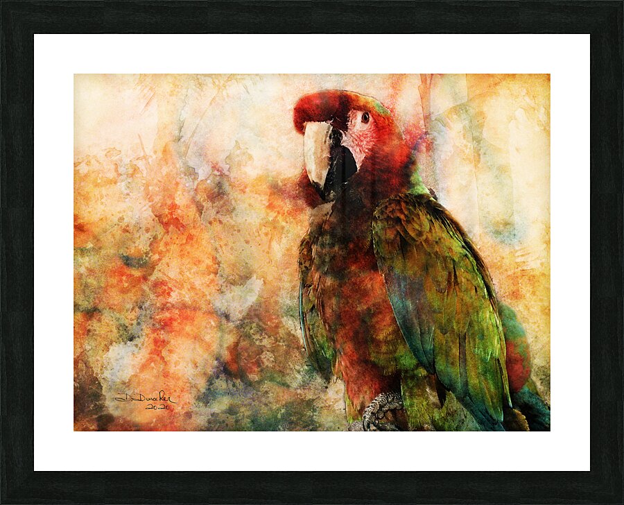 Parrot Picture Frame print