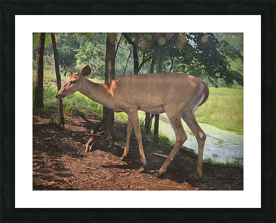 Deer Picture Frame print