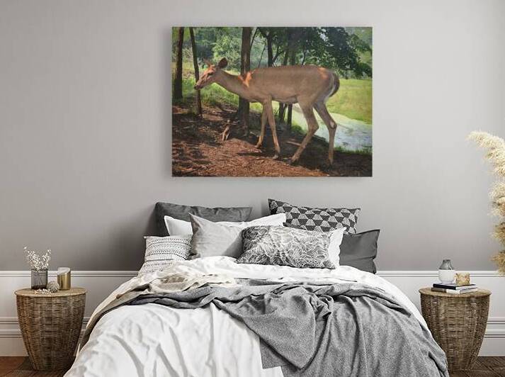 Deer by Dan Durocher