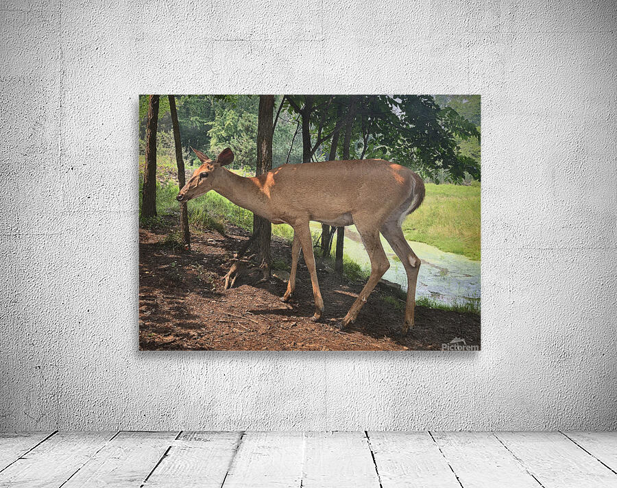 Deer Wall Preview