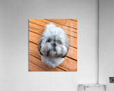 FullSizeRender Acrylic Print
