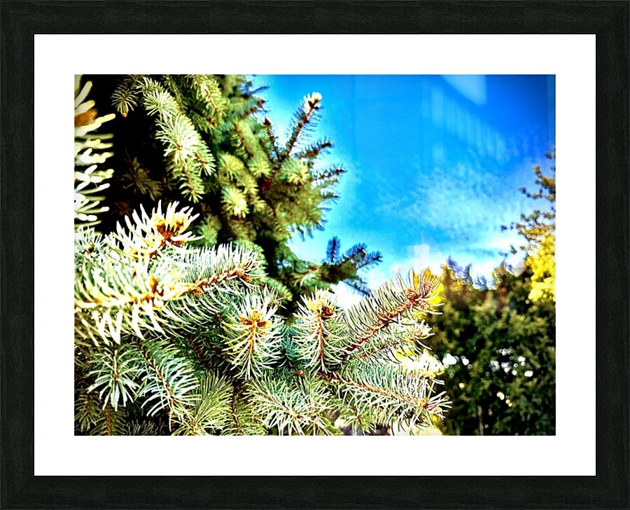 IMG 1815 Picture Frame print