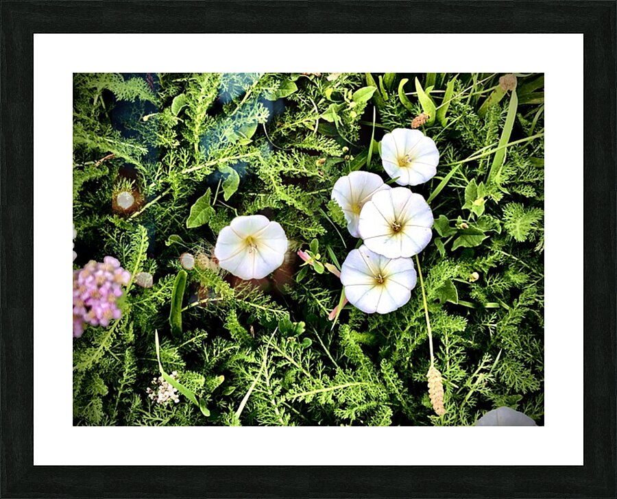 IMG 4088 Picture Frame print