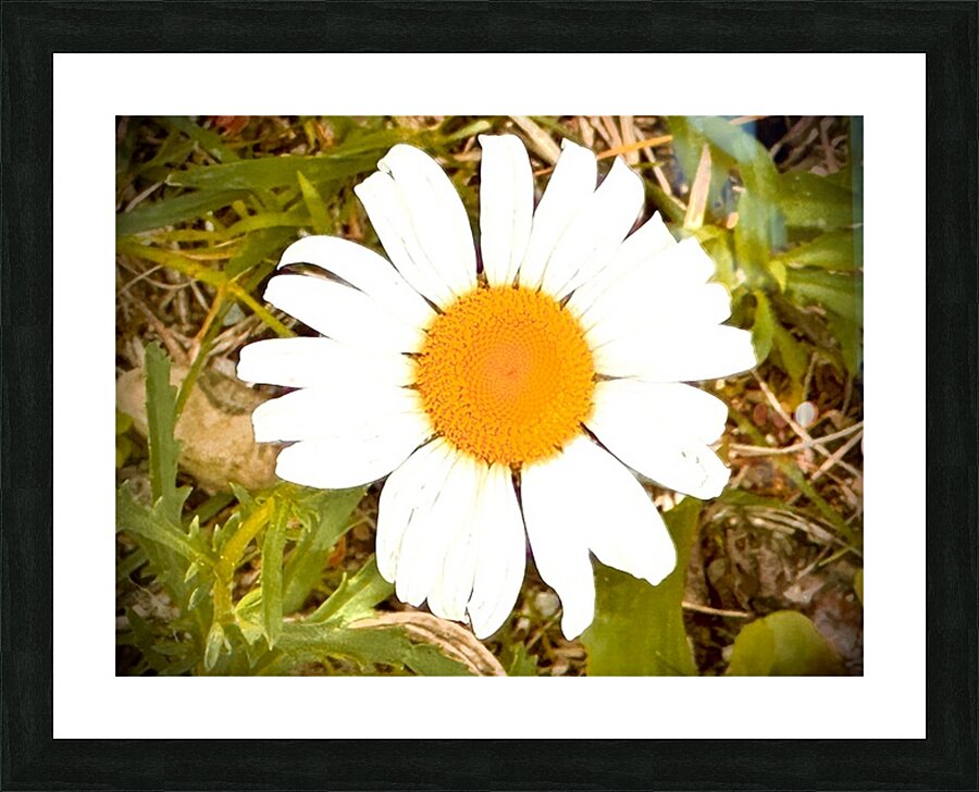 IMG 0734 Picture Frame print