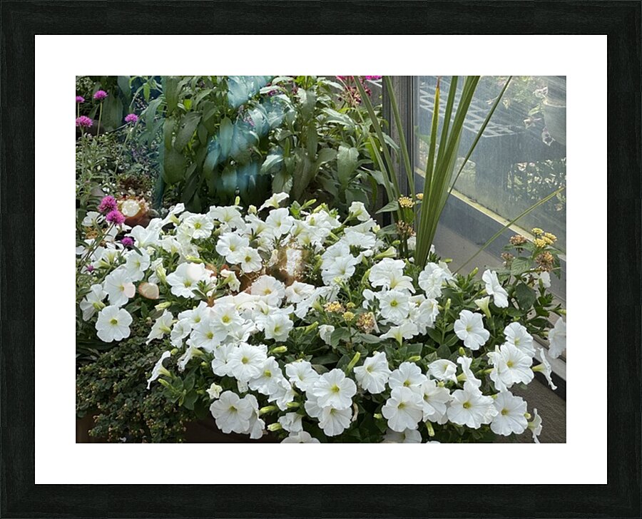 IMG 2121 Picture Frame print