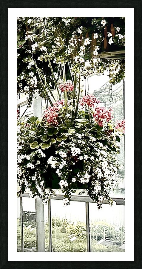 IMG 2133 Picture Frame print