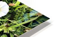 IMG 4088 HD Metal print