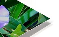 IMG 4017 HD Metal print
