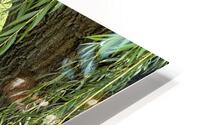 IMG 1226 HD Metal print