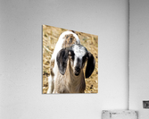 goat 2 Acrylic Print