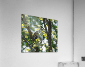 hawk 2 Acrylic Print