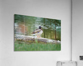 duck by pond Acrylic Print