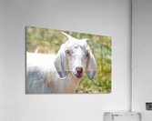 goatie Acrylic Print