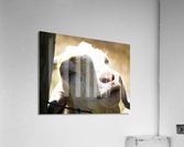 oh hi Acrylic Print