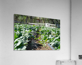 let it grow Acrylic Print