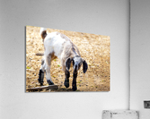 goat 1 Acrylic Print