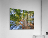 tree1 Acrylic Print