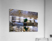 ducks  Acrylic Print