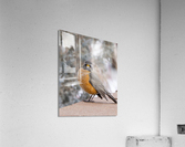 Robin 1 Acrylic Print