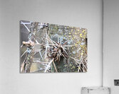 Thorns Acrylic Print