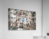 Fungus Acrylic Print