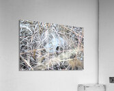 Skull Acrylic Print