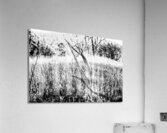 DSC07623 Original Copy Acrylic Print