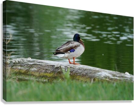 duck by pond Canvas Print