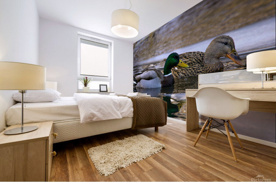 ducks  Mural print