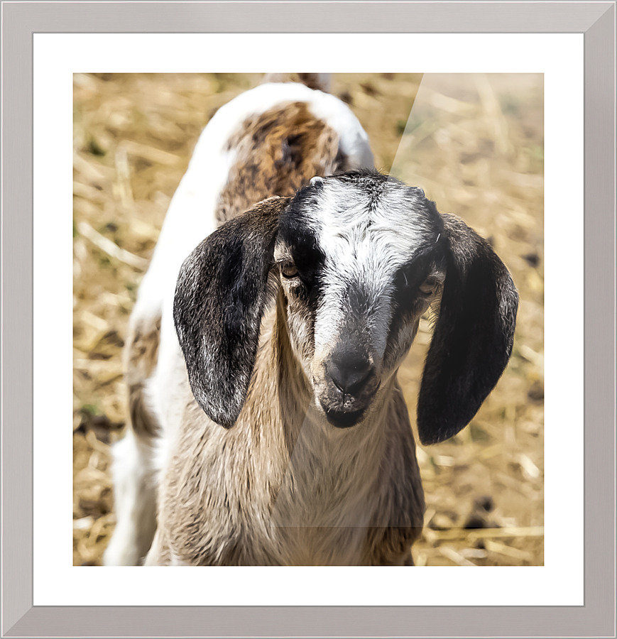goat 2 Picture Frame print