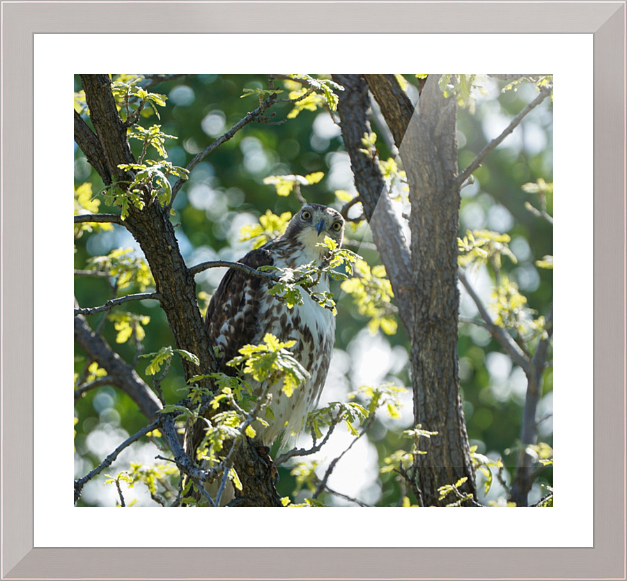 hawk 2 Picture Frame print
