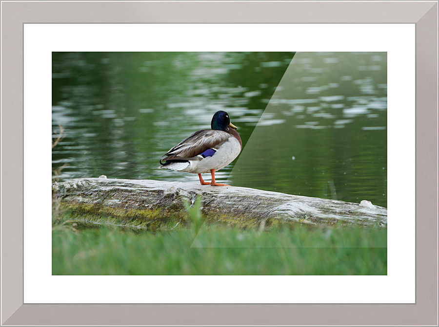 duck by pond Picture Frame print